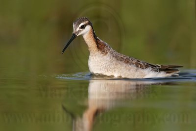 _MG_0501 Wilson's Phalarope.jpg