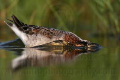 _MG_0533 Wilson's Phalarope.jpg