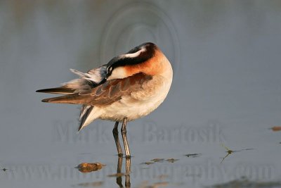 _MG_0562 Wilson's Phalarope.jpg