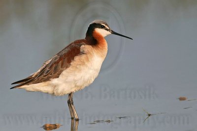 _MG_0571 Wilson's Phalarope.jpg