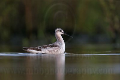 _MG_0683 Wilson's Phalarope.jpg