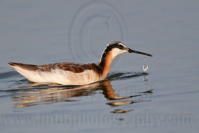 _MG_0777 Wilson's Phalarope.jpg