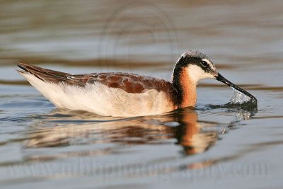 _MG_0800 Wilson's Phalarope.jpg