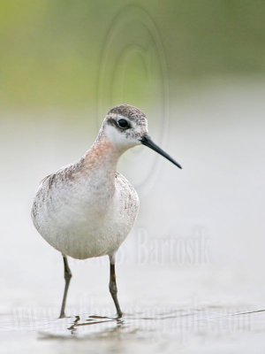 _MG_5630 Wilson's Phalarope.jpg