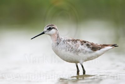 _MG_5636 Wilson's Phalarope.jpg