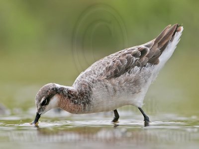 _MG_6380 Wilson's Phalarope.jpg