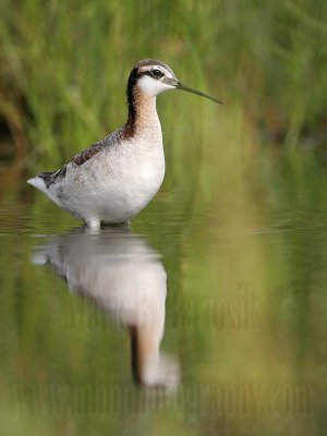 _MG_7359 Wilson's Phalarope.jpg