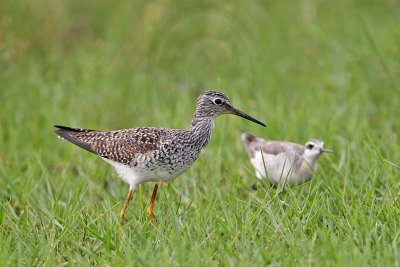 _MG_7746 Wilson's Phalarope.jpg