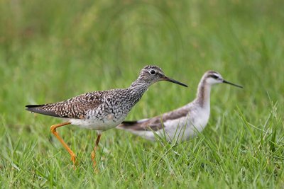 _MG_7748 Wilson's Phalarope.jpg