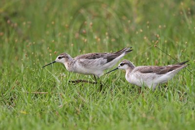 _MG_7791 Wilson's Phalarope.jpg