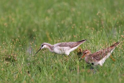 _MG_7863 Wilson's Phalarope.jpg