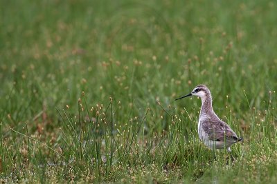 _MG_7870 Wilson's Phalarope.jpg