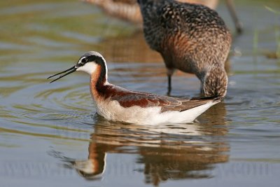 _MG_8793 Wilson's Phalarope.jpg