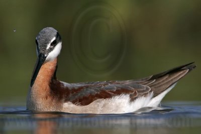 _MG_8833 Wilson's Phalarope.jpg