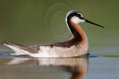 _MG_9515 Wilson's Phalarope.jpg