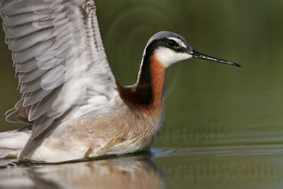 _MG_9589 Wilson's Phalarope.jpg