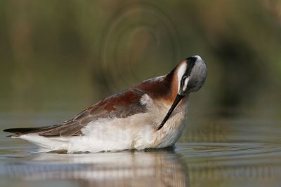 _MG_9597 Wilson's Phalarope.jpg