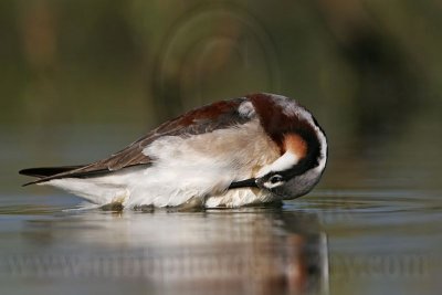 _MG_9600 Wilson's Phalarope.jpg