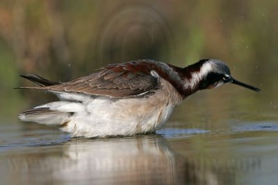 _MG_9606 Wilson's Phalarope.jpg