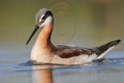 _MG_9743 Wilson's Phalarope.jpg