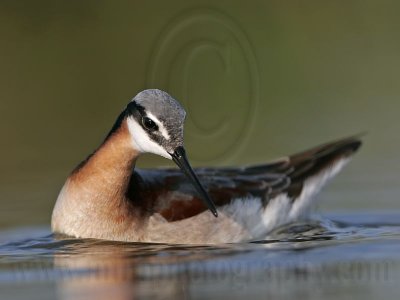 _MG_9874 Wilson's Phalarope.jpg