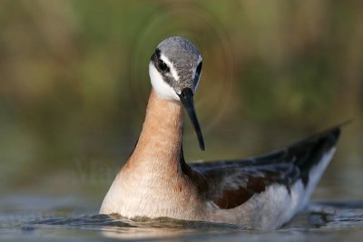 _MG_9931 Wilson's Phalarope.jpg