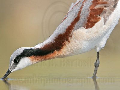 _MG_6994 Wilson's Phalarope.jpg