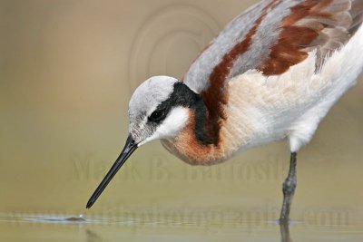 _MG_7036 Wilson's Phalarope.jpg