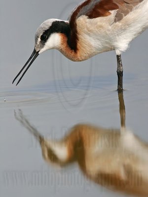 _MG_7101 Wilson's Phalarope.jpg