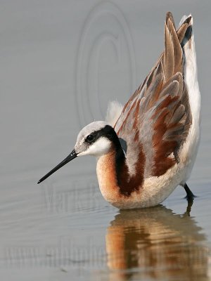 _MG_7263 Wilson's Phalarope.jpg