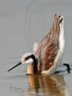 _MG_7264 Wilson's Phalarope.jpg