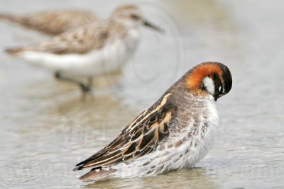 _MG_4518 Red-necked Phalarope.jpg