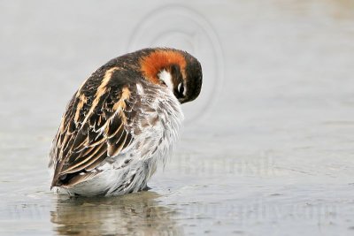 _MG_4522 Red-necked Phalarope.jpg