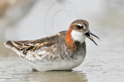 _MG_4891 Red-necked Phalarope.jpg