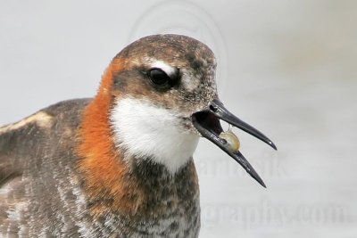 Red-necked Phalarope feeding techniques - May 27, 2007 - Pelican Island, UTC, Texas