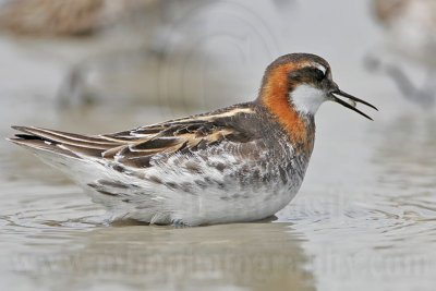 _MG_5017 Red-necked Phalarope.jpg