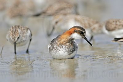 _MG_5256 Red-necked Phalarope.jpg