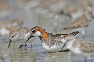 _MG_5260 Red-necked Phalarope.jpg