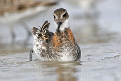 _MG_5330 Red-necked Phalarope.jpg