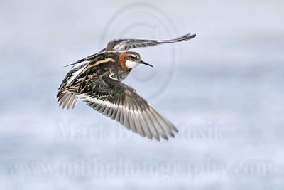 _MG_5615 Red-necked Phalarope.jpg