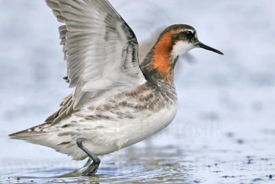 _MG_5791 Red-necked Phalarope.jpg