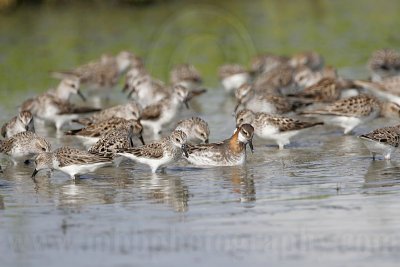 _MG_6081 Red-necked Phalarope.jpg