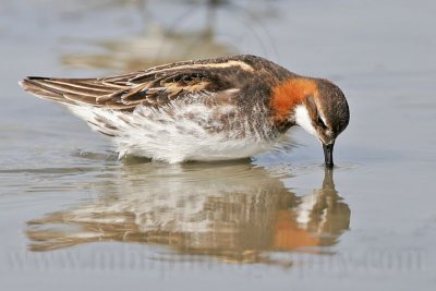 _MG_6135 Red-necked Phalarope.jpg