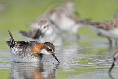 _MG_6270 Red-necked Phalarope.jpg