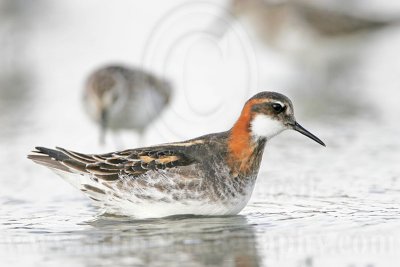 _MG_6504 Red-necked Phalarope.jpg