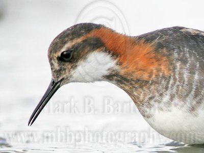 _MG_6551crop Red-necked Phalarope.jpg