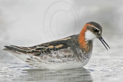 _MG_6603 Red-necked Phalarope.jpg