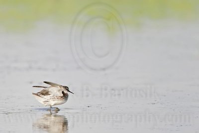 _MG_6774 Red-necked Phalarope.jpg