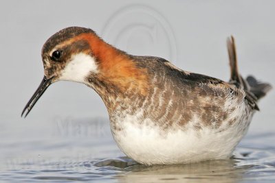 _MG_6869 Red-necked Phalarope.jpg