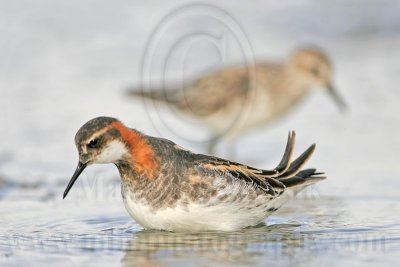 _MG_6872 Red-necked Phalarope.jpg